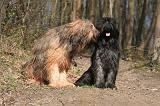 BRIARD 012
